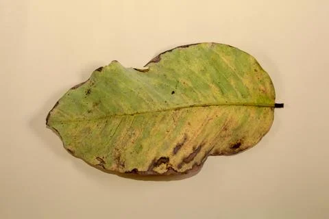 Flat Lay Dead Dry leaf isolated on beige color background autumn leaves Stock Illustration