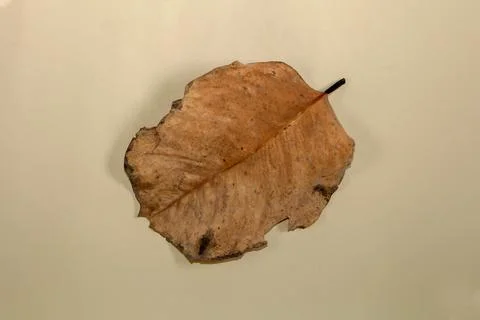 Flat Lay Dead Dry leaf isolated on beige color background autumn leaves Stock Illustration