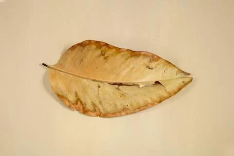 Flat Lay Dead Dry leaf isolated on beige color background autumn leaves Stock Illustration