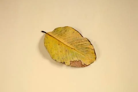 Flat Lay Dead Dry leaf isolated on beige color background autumn leaves Stock Illustration