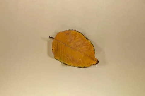 Flat Lay Dead Dry leaf isolated on beige color background autumn leaves Stock Illustration