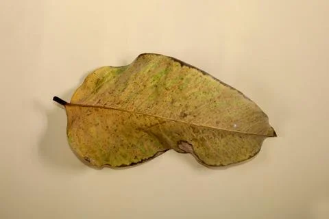 Flat Lay Dead Dry leaf isolated on beige color background autumn leaves Stock Illustration