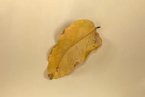 Flat Lay Dead Dry leaf isolated on beige color background autumn leaves Stock Illustration