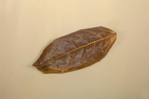 Flat Lay Dead Dry leaf isolated on beige color background autumn leaves Stock Illustration