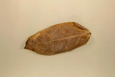 Flat Lay Dead Dry leaf isolated on beige color background autumn leaves Stock Illustration