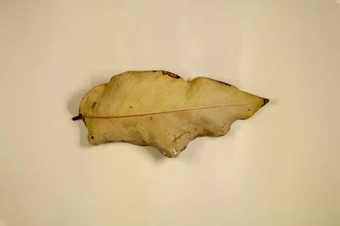 Flat Lay Dead Dry leaf isolated on beige color background autumn leaves 스톡 일러스트