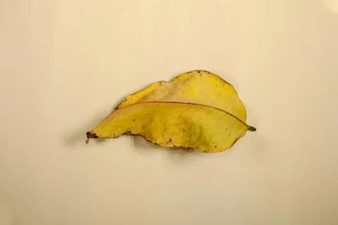 Flat Lay Dead Dry leaf isolated on beige color background autumn leaves Stock Illustration
