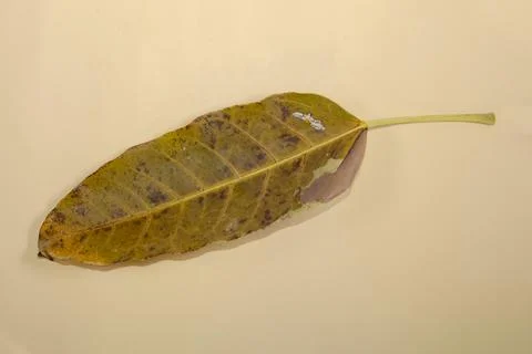 Flat Lay Dead Dry leaf isolated on beige color background autumn leaves Stock Illustration