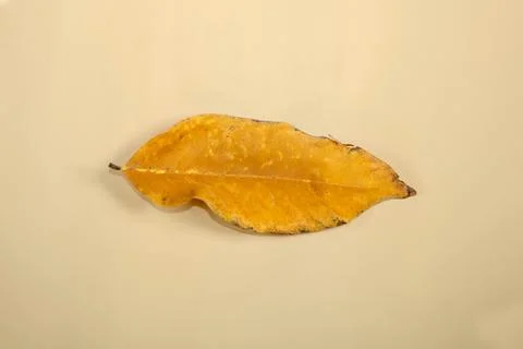 Flat Lay Dead Dry leaf isolated on beige color background autumn leaves Stock Illustration