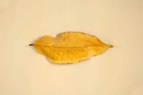 Flat Lay Dead Dry leaf isolated on beige color background autumn leaves Stock Illustration