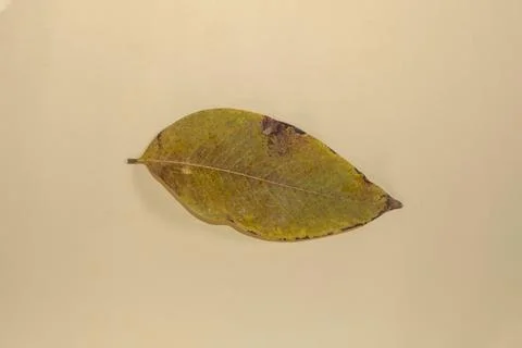 Flat Lay Dead Dry leaf isolated on beige color background autumn leaves Stock Illustration