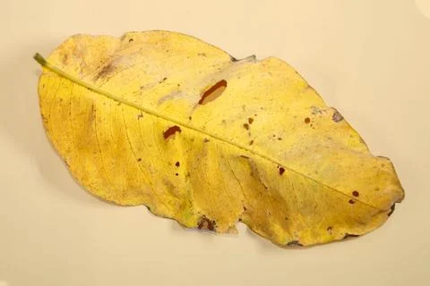 Flat Lay Dead Dry leaf isolated on beige color background autumn leaves Stock Illustration