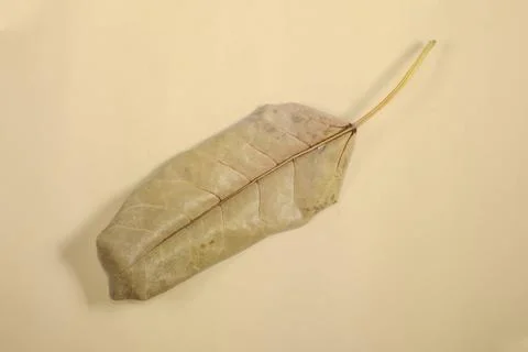Flat Lay Dead Dry leaf isolated on beige color background autumn leaves Stock Illustration