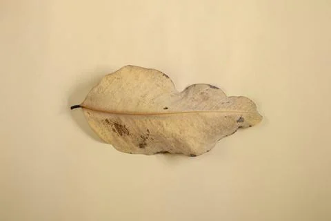 Flat Lay Dead Dry leaf isolated on beige color background autumn leaves Stock Illustration