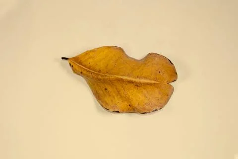 Flat Lay Dead Dry leaf isolated on beige color background autumn leaves Stock Illustration