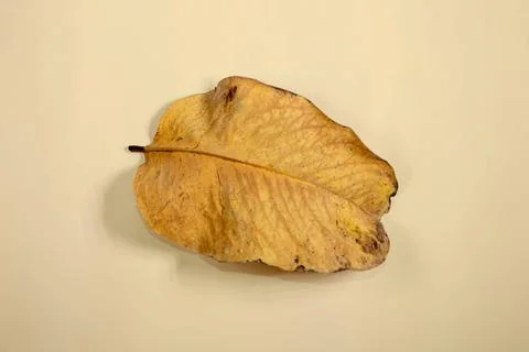 Flat Lay Dead Dry leaf isolated on beige color background autumn leaves Stock Illustration