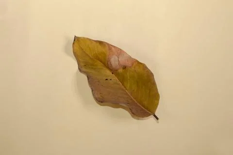 Flat Lay Dead Dry leaf isolated on beige color background autumn leaves Stock Illustration