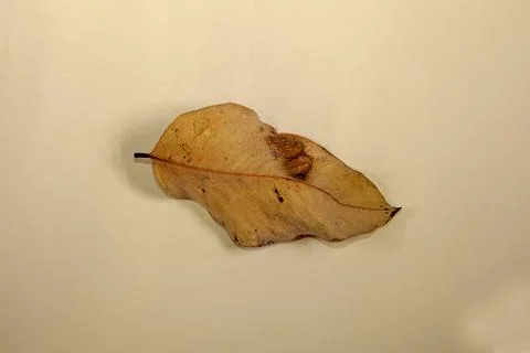 Flat Lay Dead Dry leaf isolated on beige color background autumn leaves Stock Illustration