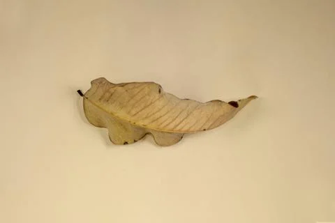 Flat Lay Dead Dry leaf isolated on beige color background autumn leaves Stock Illustration