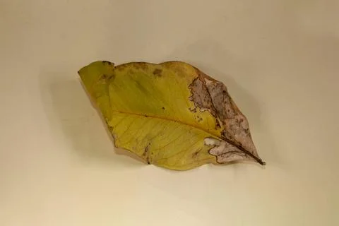 Flat Lay Dead Dry leaf isolated on beige color background autumn leaves Stock Illustration
