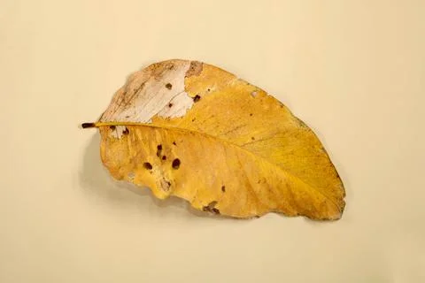 Flat Lay Dead Dry leaf isolated on beige color background autumn leaves Stock Illustration