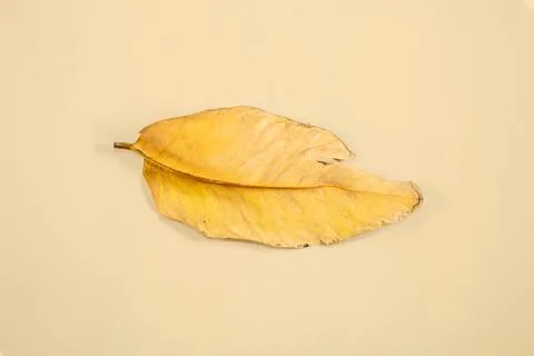 Flat Lay Dead Dry leaf isolated on beige color background autumn leaves Stock Illustration