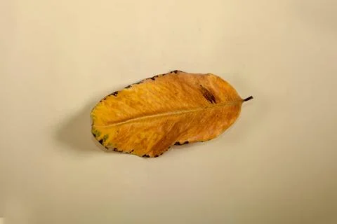Flat Lay Dead Dry leaf isolated on beige color background autumn leaves Stock Illustration