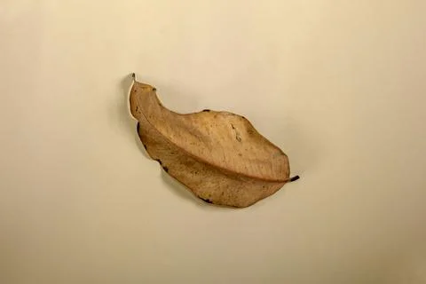 Flat Lay Dead Dry leaf isolated on beige color background autumn leaves Stock Illustration