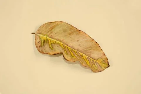 Flat Lay Dead Dry leaf isolated on beige color background autumn leaves Stock Illustration