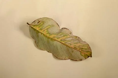Flat Lay Dead Dry leaf isolated on beige color background autumn leaves Stock Illustration