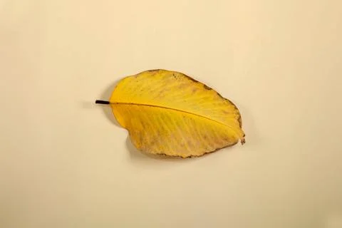 Flat Lay Dead Dry leaf isolated on beige color background autumn leaves Stock Illustration