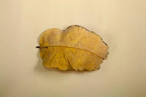 Flat Lay Dead Dry leaf isolated on beige color background autumn leaves Stock Illustration