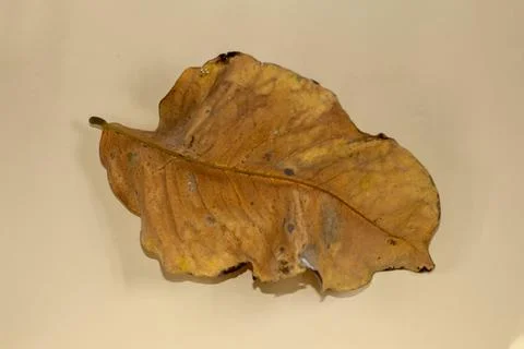 Flat Lay Dead Dry leaf isolated on beige color background autumn leaves Stock Illustration