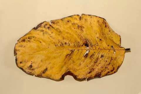 Flat Lay Dead Dry leaf isolated on beige color background autumn leaves Stock Illustration