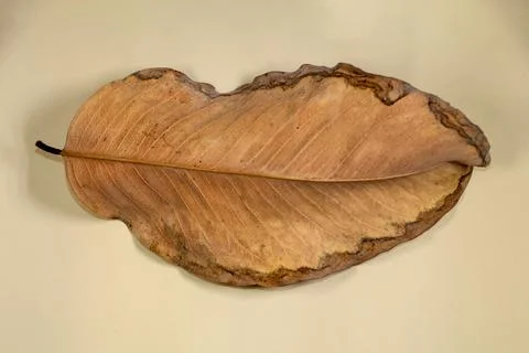 Flat Lay Dead Dry leaf isolated on beige color background autumn leaves Stock Illustration