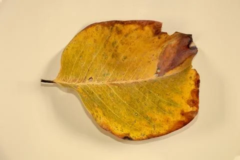 Flat Lay Dead Dry leaf isolated on beige color background autumn leaves Stock Illustration