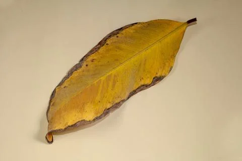 Flat Lay Dead Dry leaf isolated on beige color background autumn leaves Stock Illustration