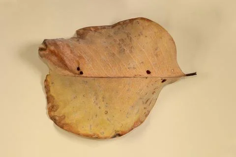 Flat Lay Dead Dry leaf isolated on beige color background autumn leaves Stock Illustration