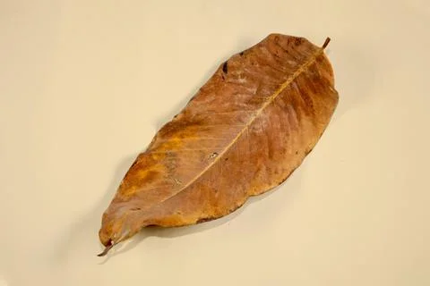 Flat Lay Dead Dry leaf isolated on beige color background autumn leaves Stock Illustration