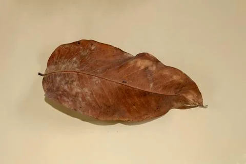 Flat Lay Dead Dry leaf isolated on beige color background autumn leaves Stock Illustration
