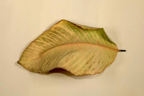 Flat Lay Dead Dry leaf isolated on beige color background autumn leaves Stock Illustration