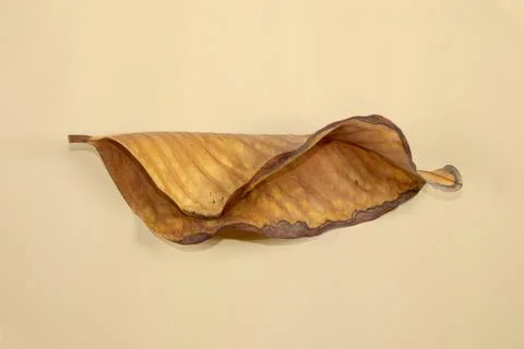 Flat Lay Dead Dry leaf isolated on beige color background autumn leaves Stock Illustration
