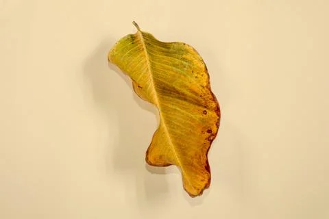 Flat Lay Dead Dry leaf isolated on beige color background autumn leaves Stock Illustration