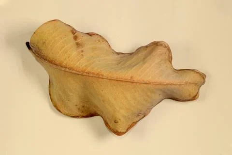 Flat Lay Dead Dry leaf isolated on beige color background autumn leaves Stock Illustration