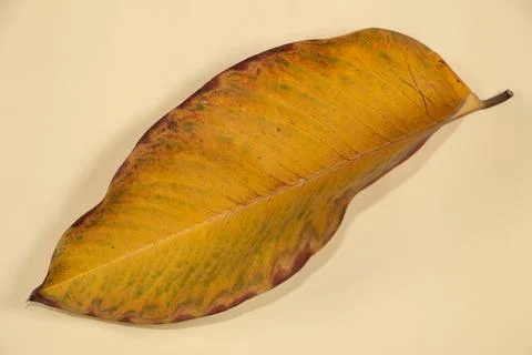Flat Lay Dead Dry leaf isolated on beige color background autumn leaves 스톡 일러스트