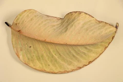 Flat Lay Dead Dry leaf isolated on beige color background autumn leaves Stock Illustration