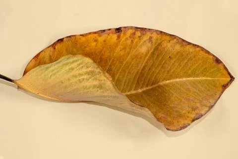 Flat Lay Dead Dry leaf isolated on beige color background autumn leaves Stock Illustration