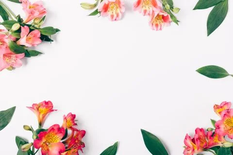Flat lay decorative frame of lush pink lily flowers Stock Photos
