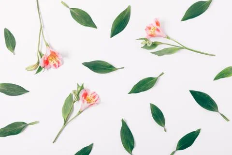 Flat lay decorative pattern of fresh green leaves 库存照片