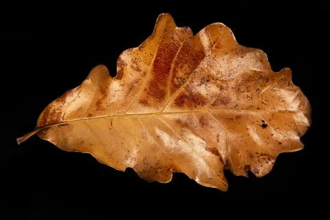 Flat lay of dried autumn leaf. Stock Photos